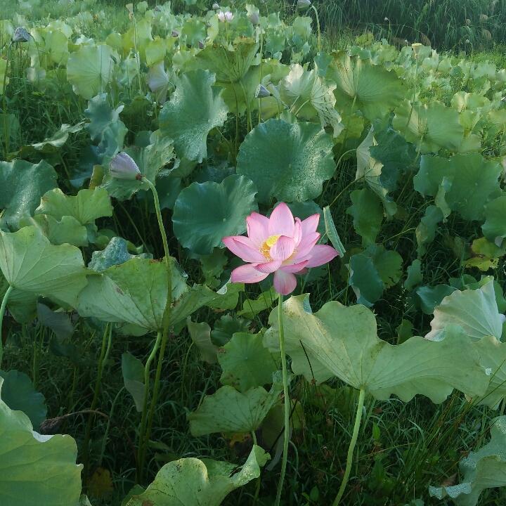 只对鱼有感觉