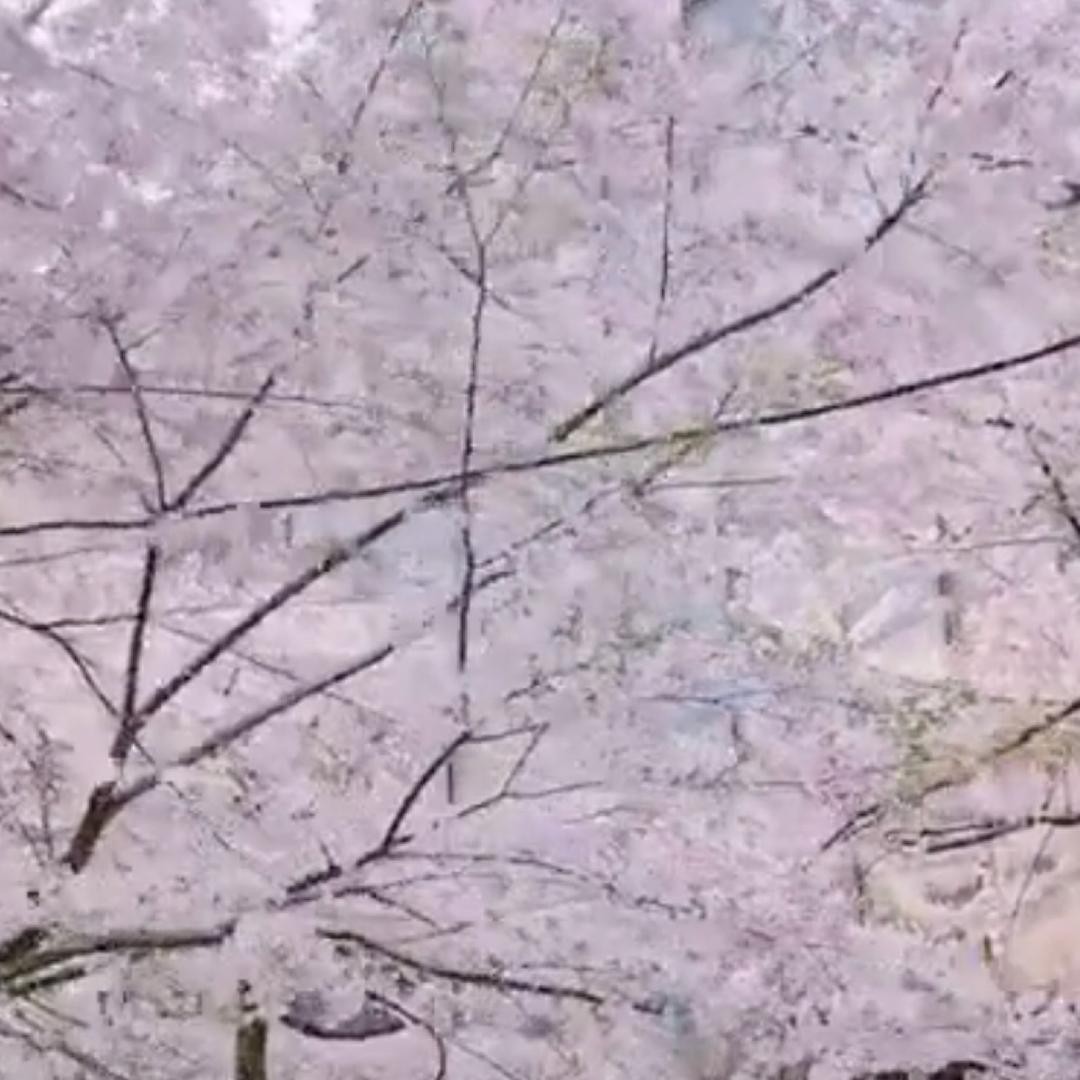哈蜜瓜🍈🍈🍈~~~💤
