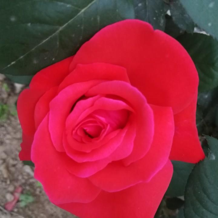 小鱼鱼儿