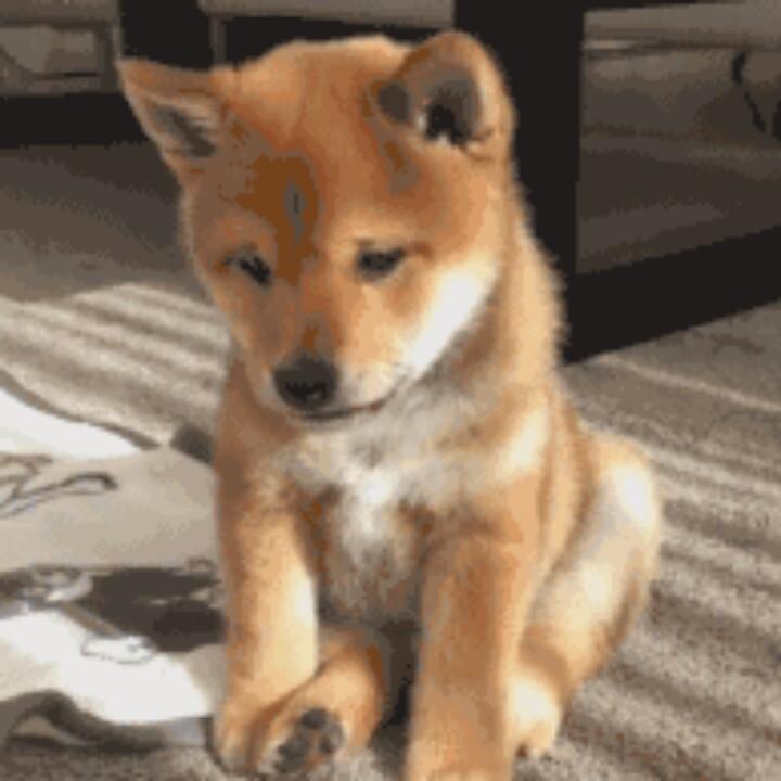子聪