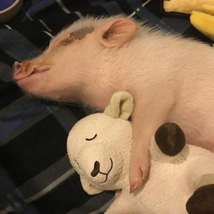 李、小熊