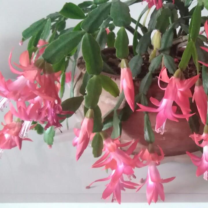 娟子