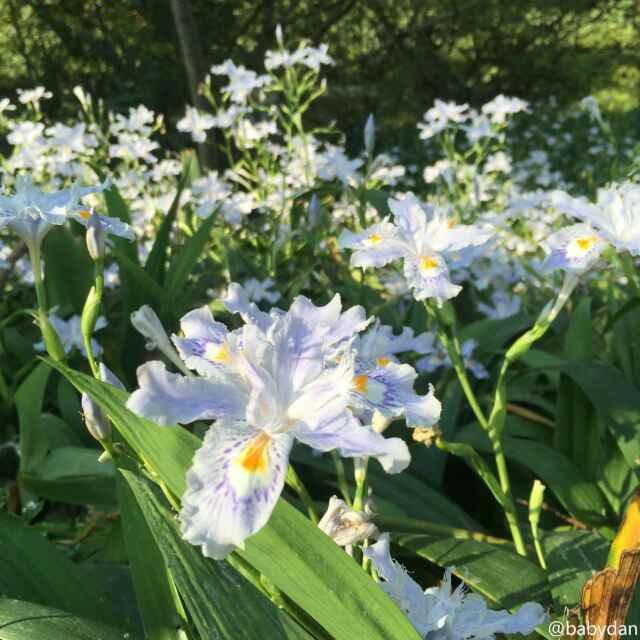 豆米麻麻