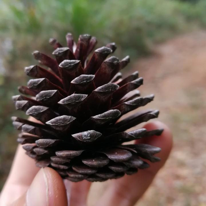 小花生