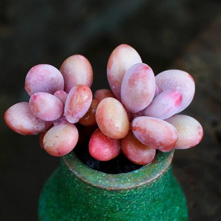 wuli骁大神