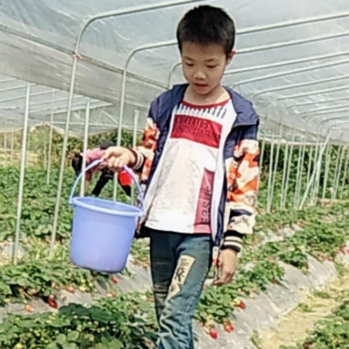 香水百合