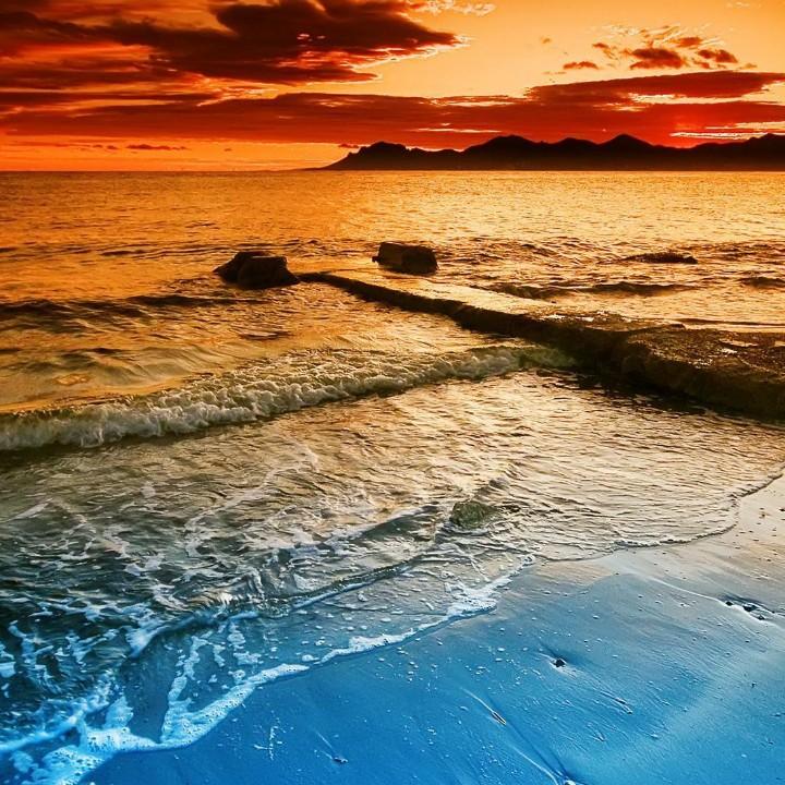 青海高原一株柳