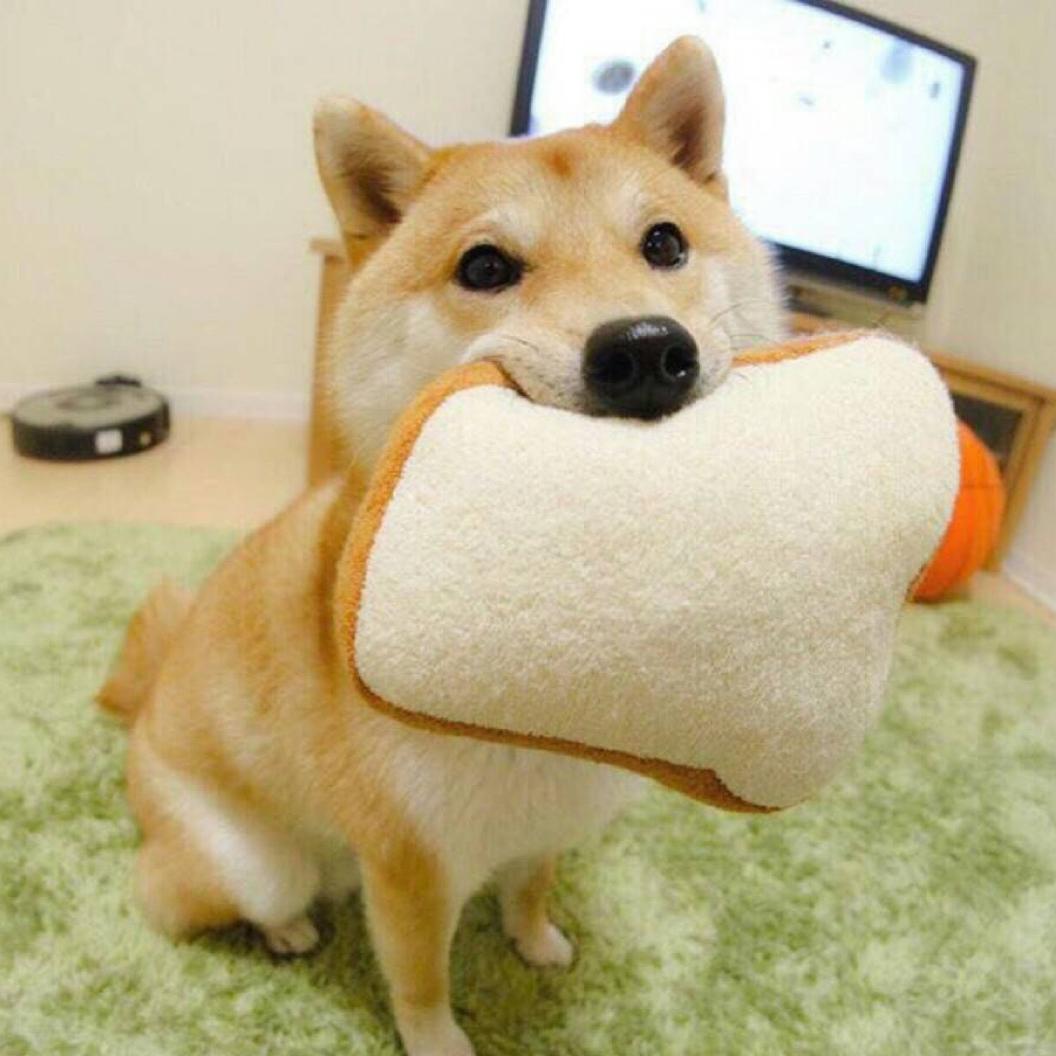 粥粥。💤