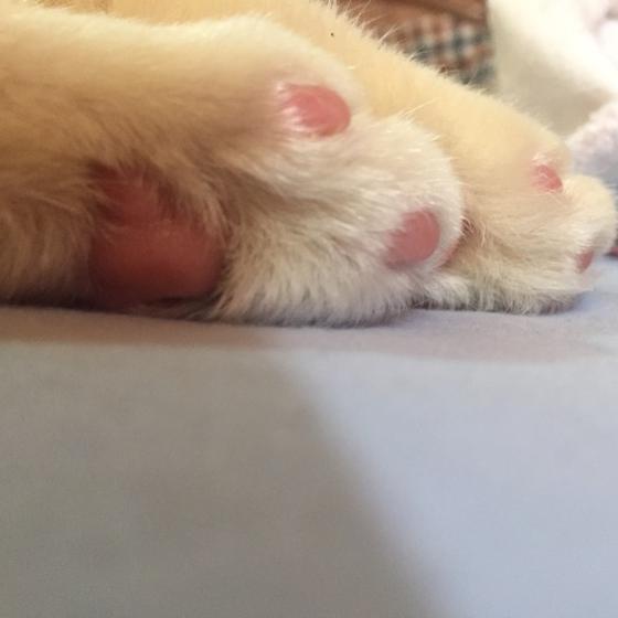 不吃🐟的猫