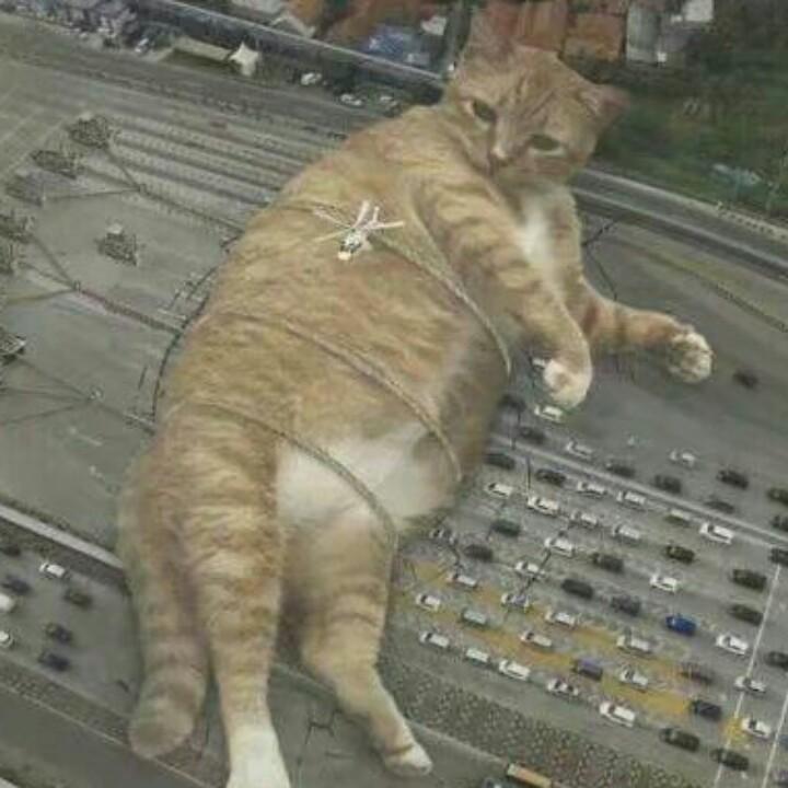 木木夕
