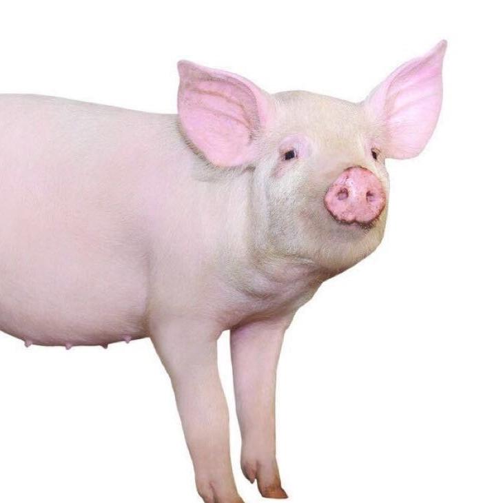 🌈巴巴利波🌈