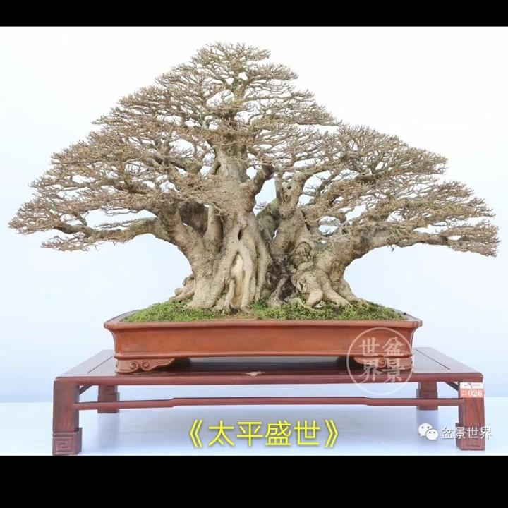 华夏园林盆景小店