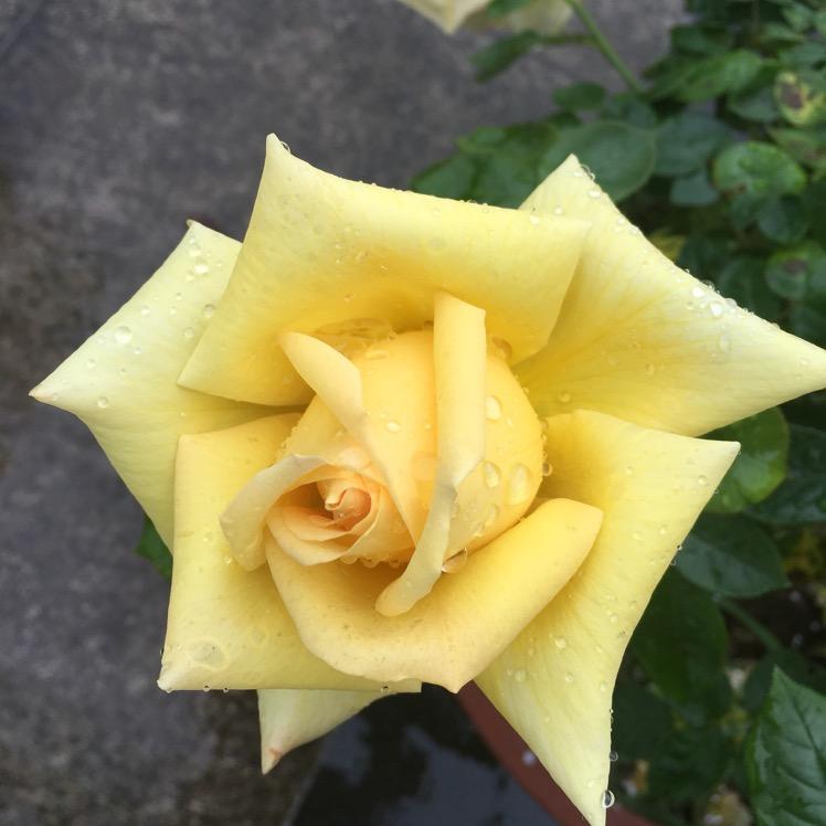 芬