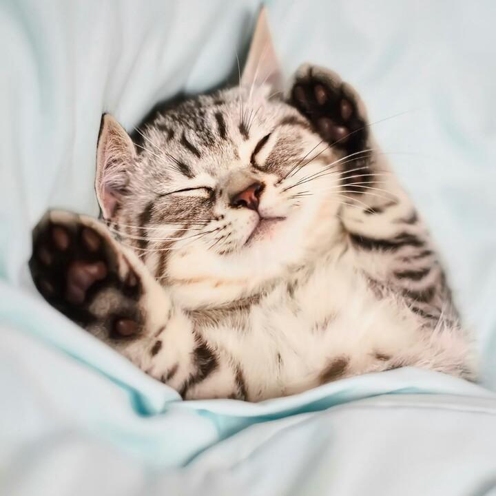 Dekaa