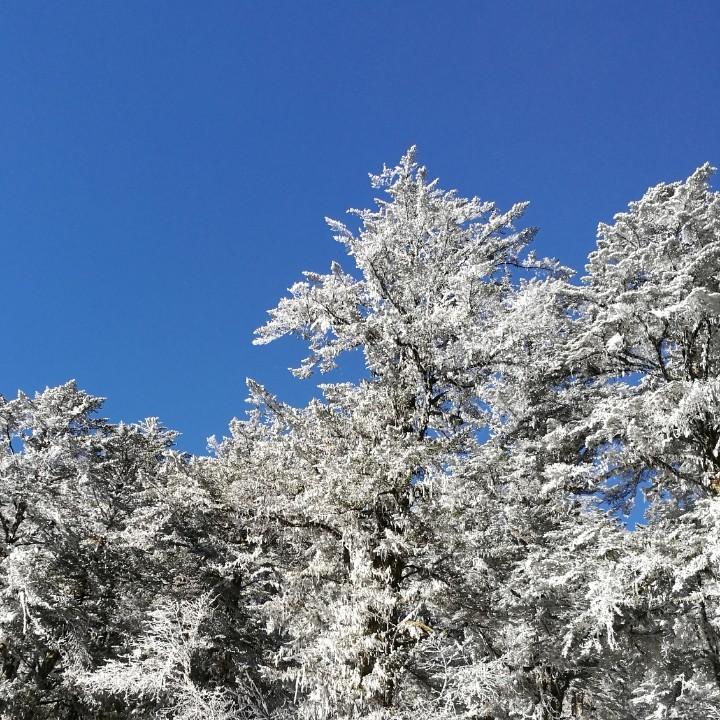 桃 花  园