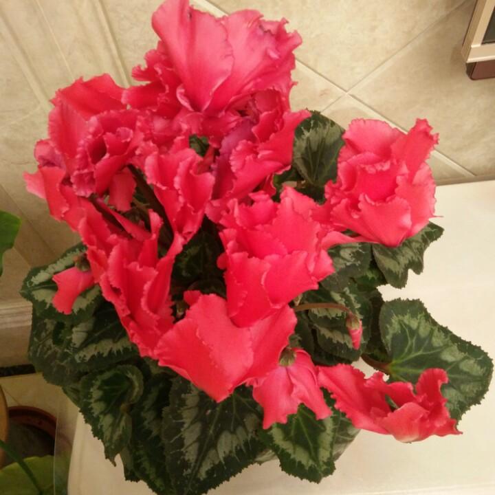 常州房产中介-芳姐