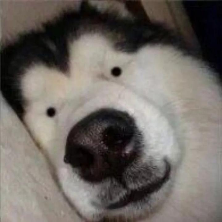 颠颠侠