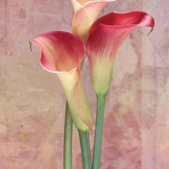 小明
