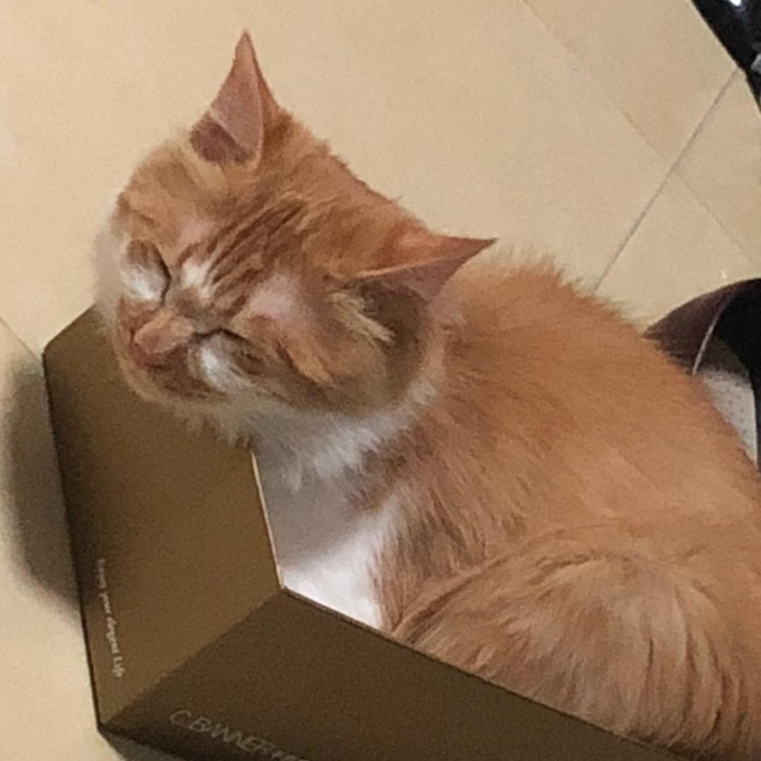 看见猫咪🐱就想撸