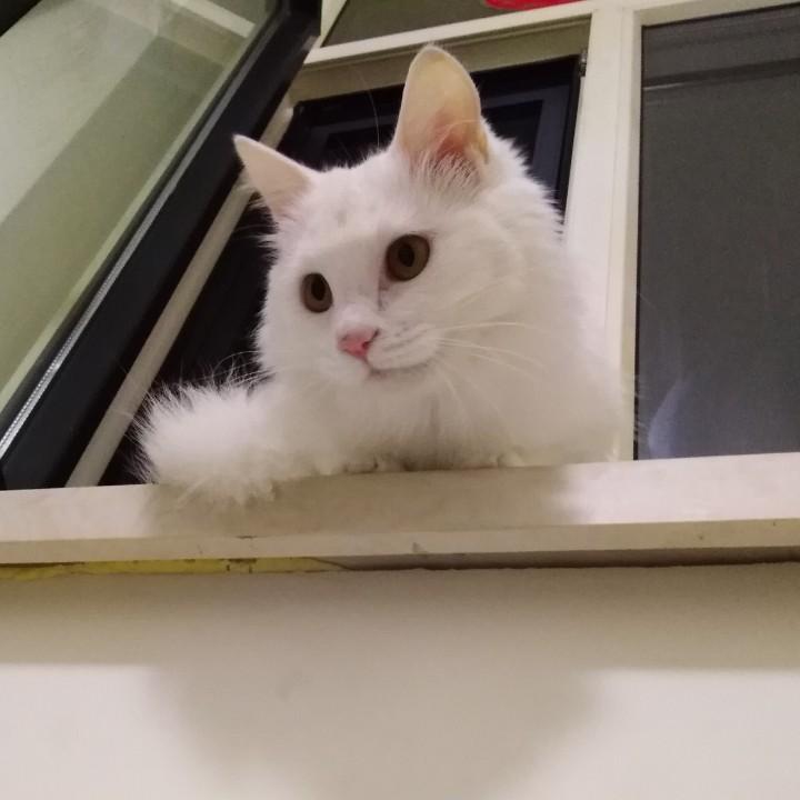 书生