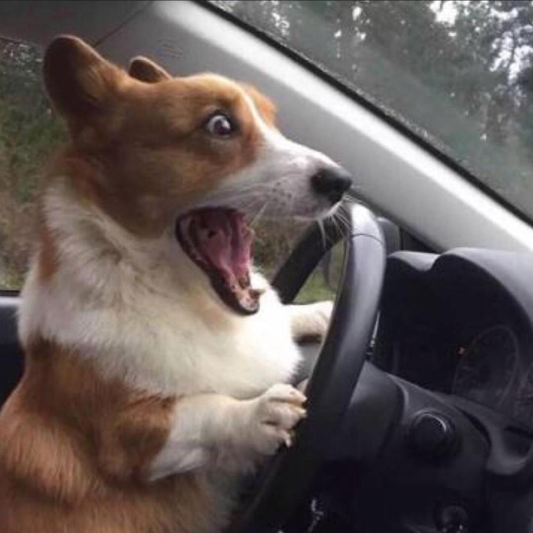 𝐍𝐞𝐅𝐞𝐋𝐢𝐁𝐚𝐭𝐚