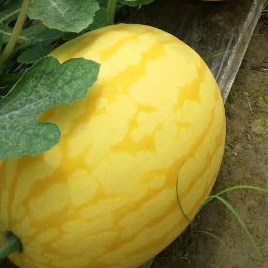 大鸿哥