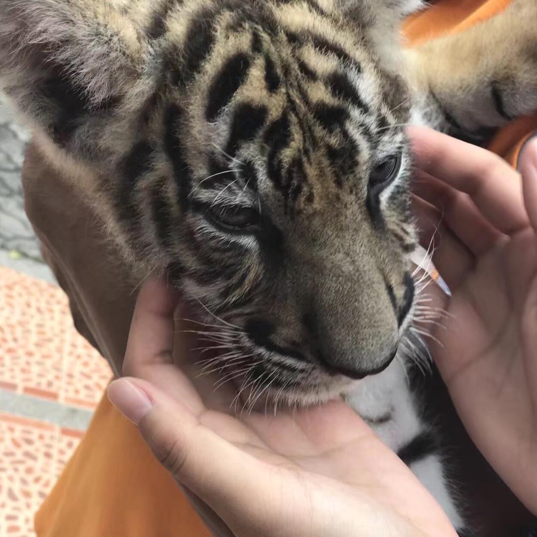 北凉世子徐凤年