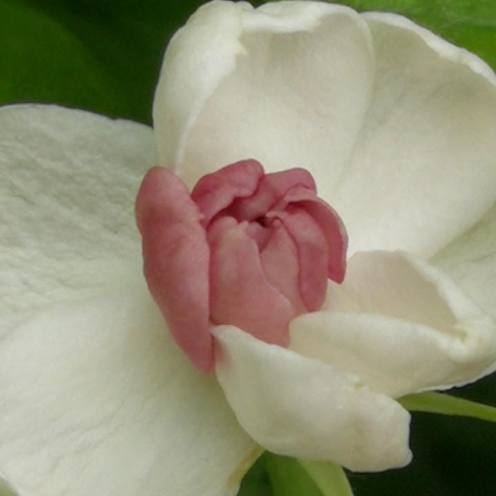 吉祥如意