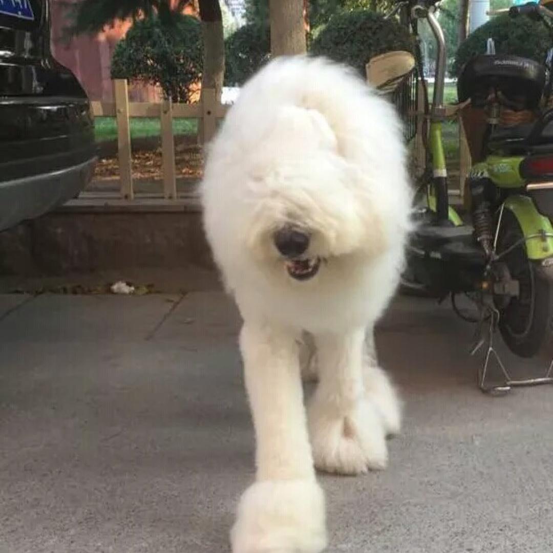 妖帝丶九尾