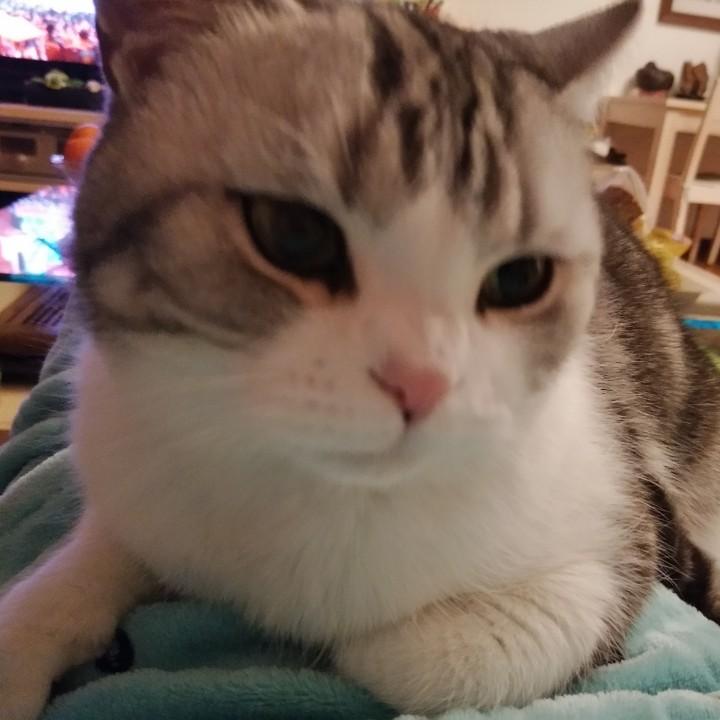 猫姥姥