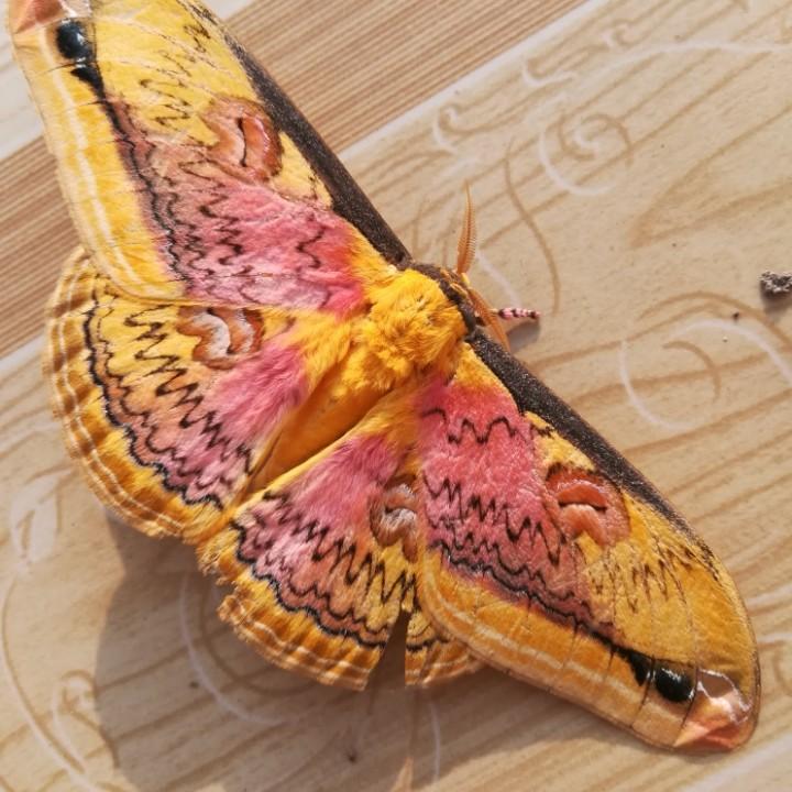 DC看这苦逼的电力