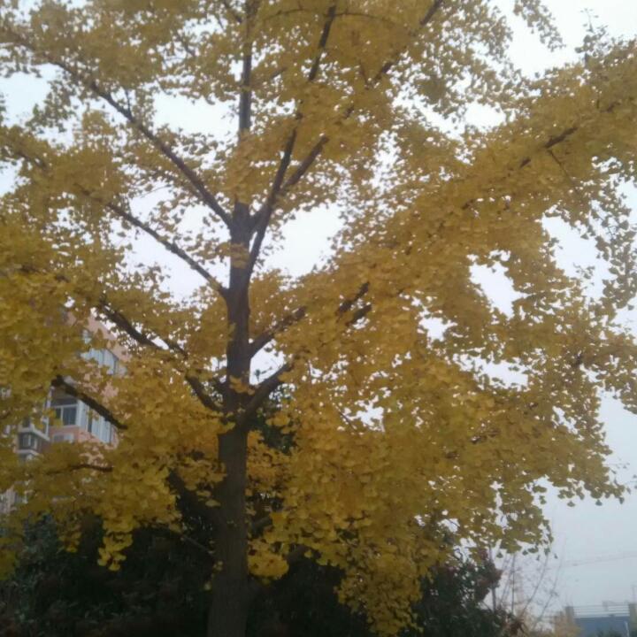往复随安