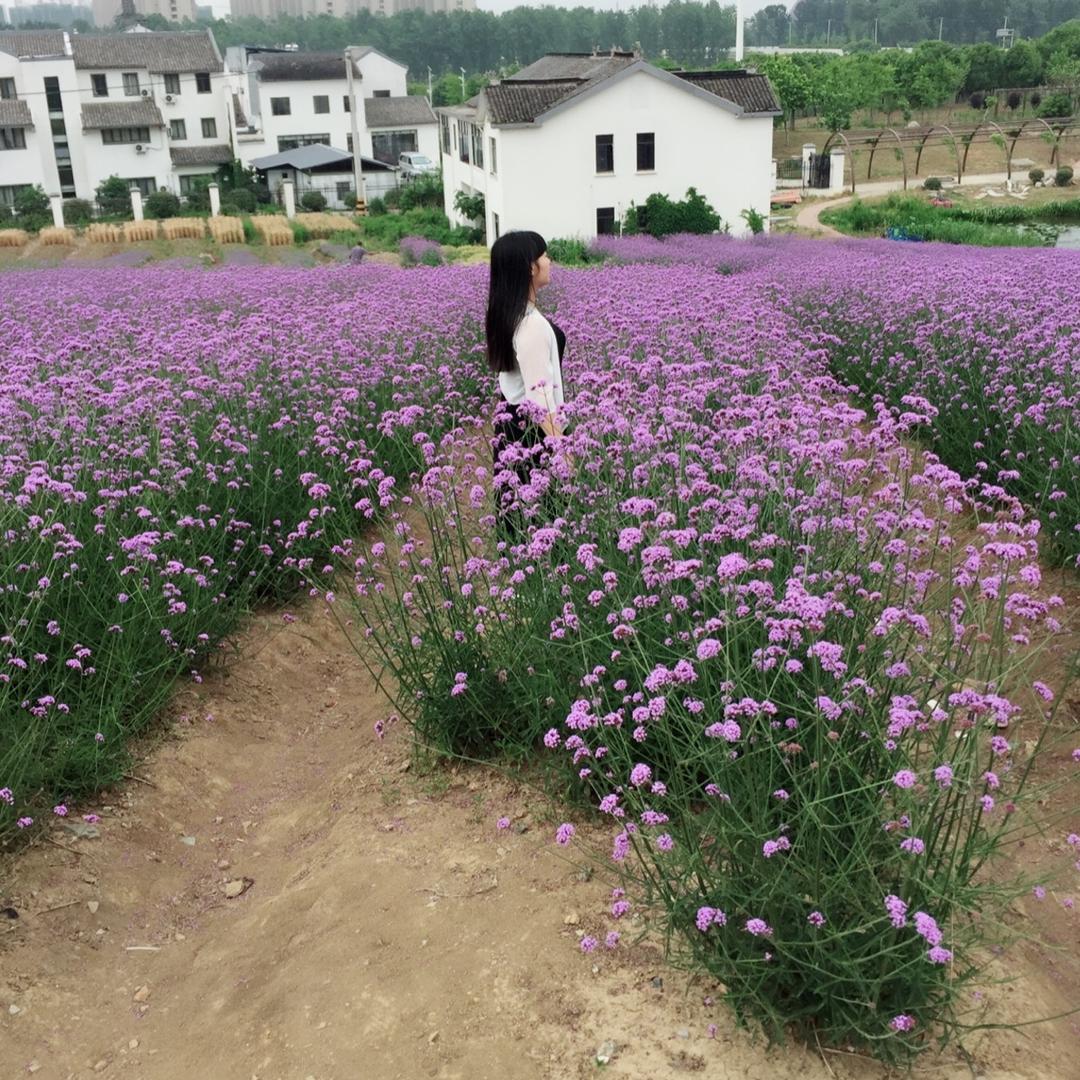 清秋