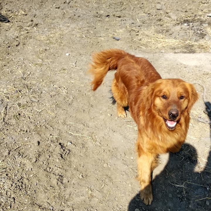 秋秋