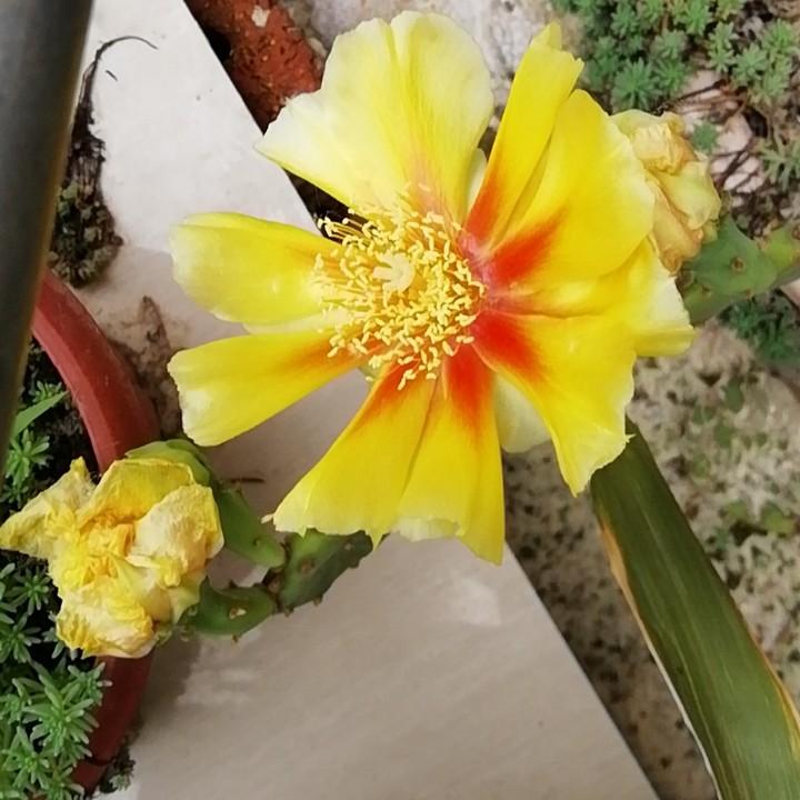 小瑜淼