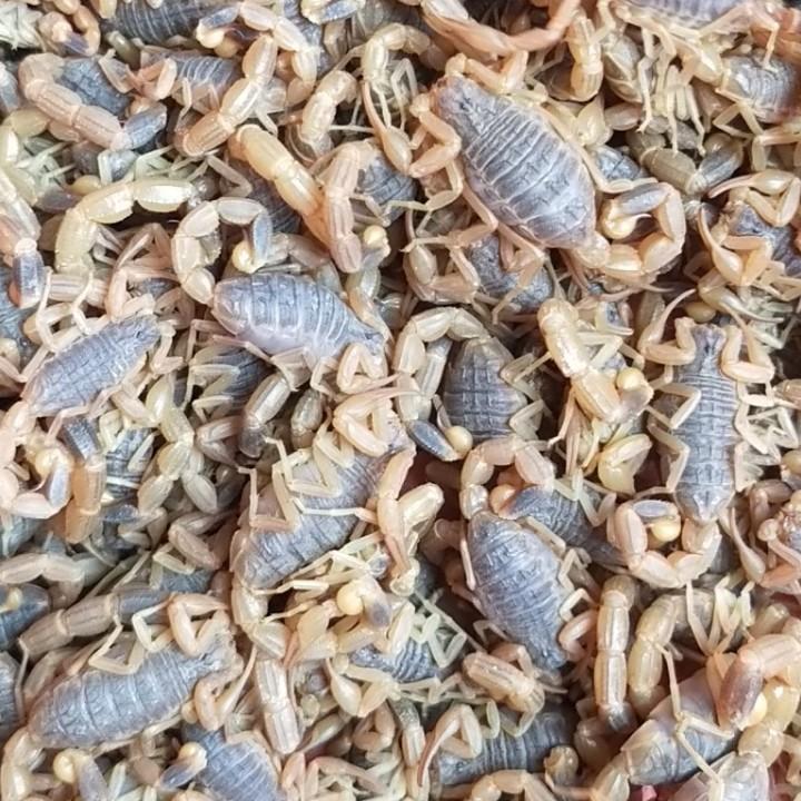 运城蝎子王