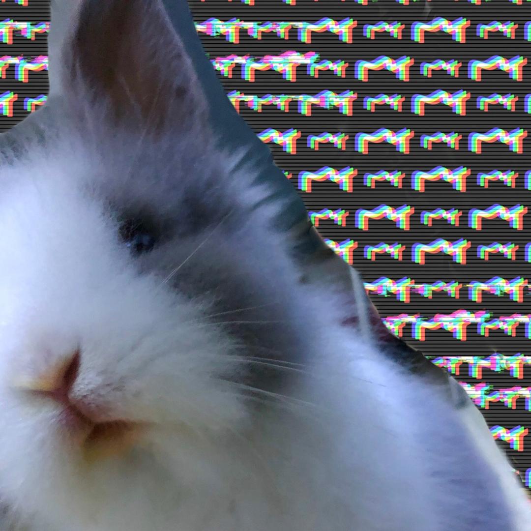 爱睡懒觉的海豚🐬