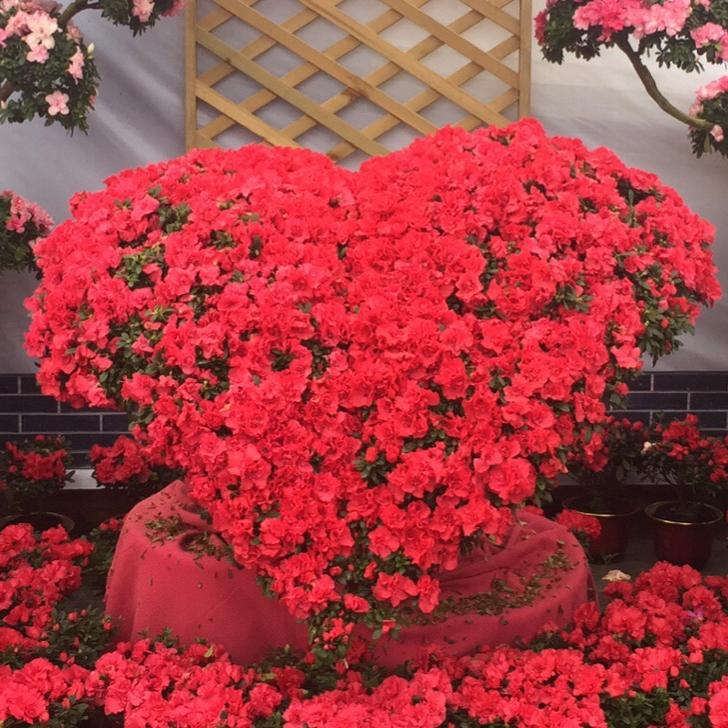 把油箱盖打开下