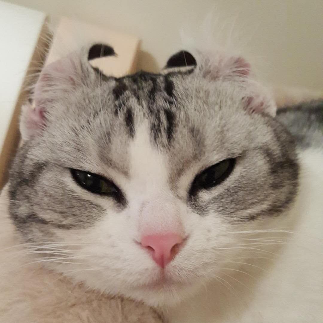 樱桃肉丸子