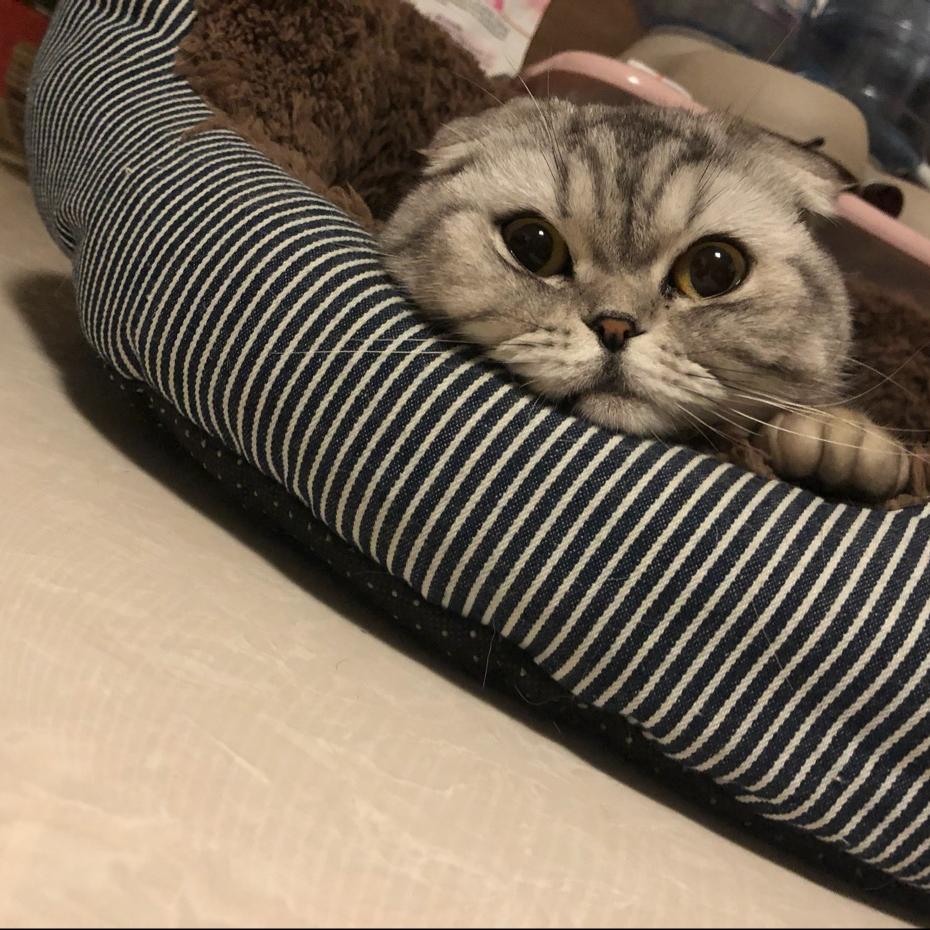 你们的猫也太好看了吧