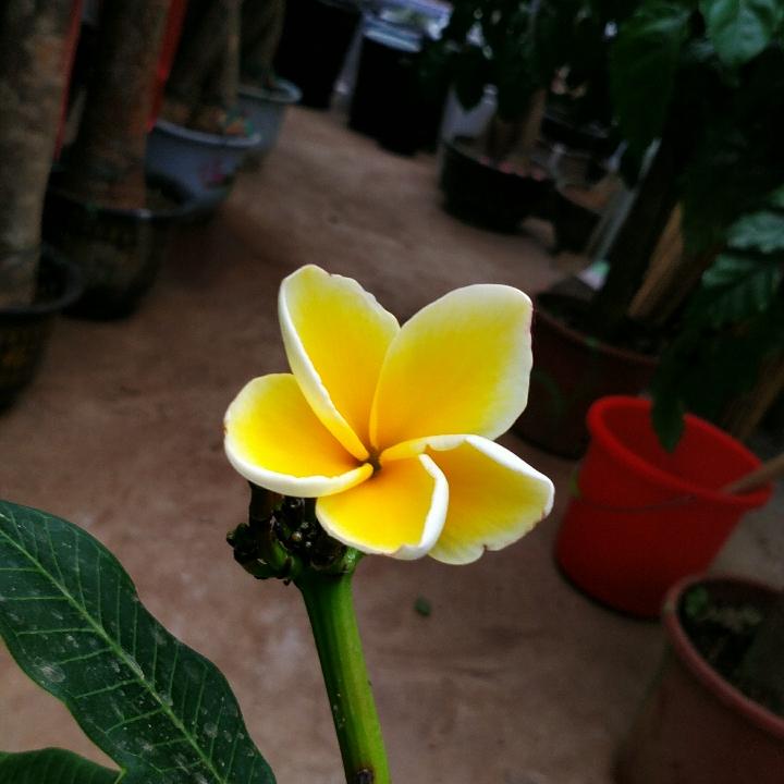 太阳雨7928