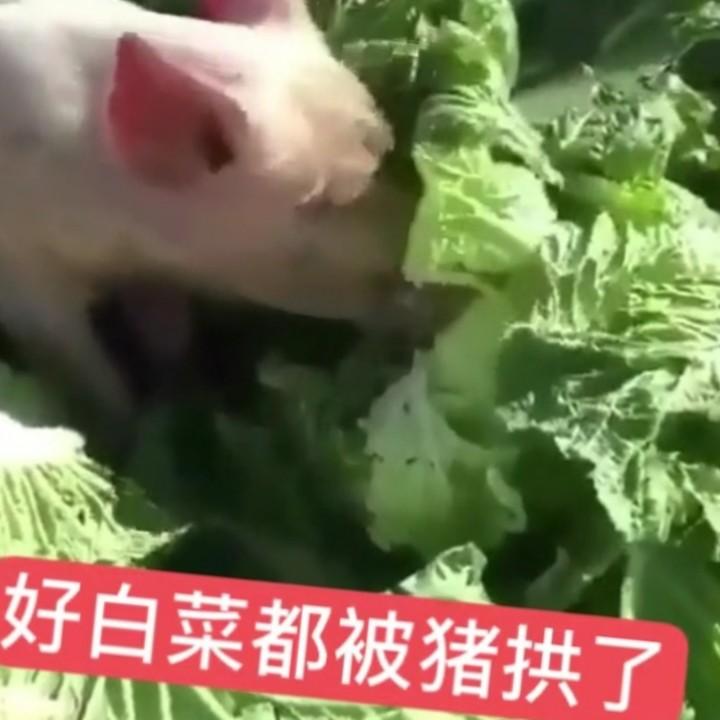 珠宝届一枝花