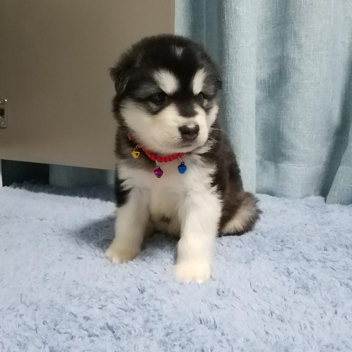 古道西风瘦马