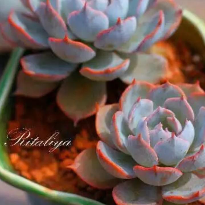 蓝莲花