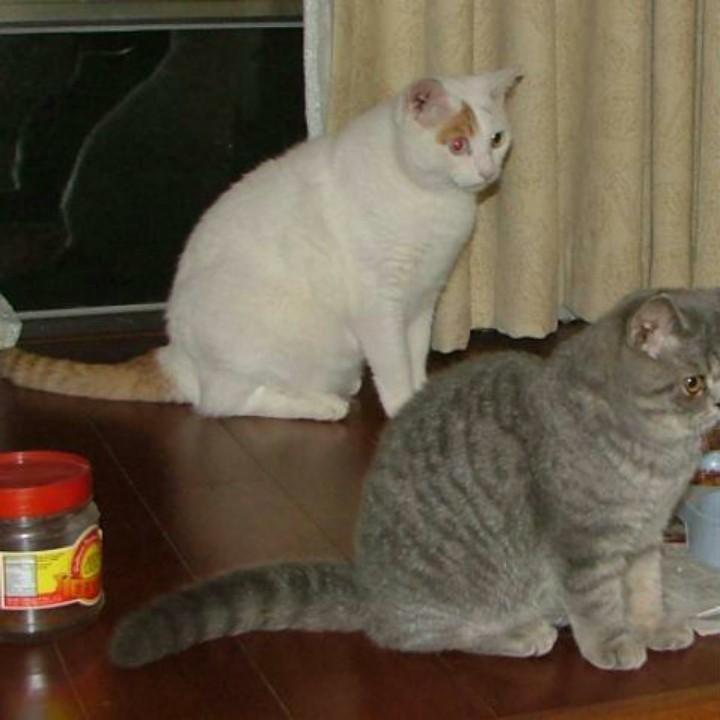 大罗猫仙