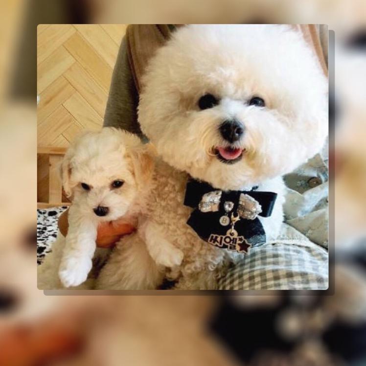 坟场里升起的太阳