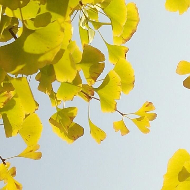 俊艺