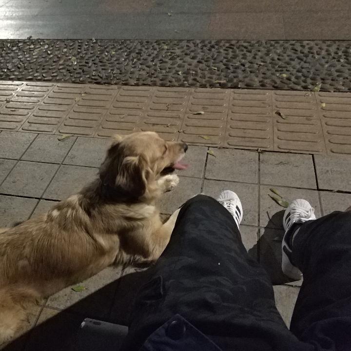 一个不正经的程序狗🐶