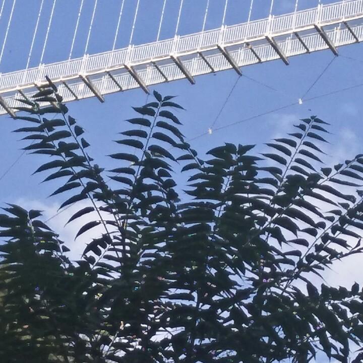 智慧树托管