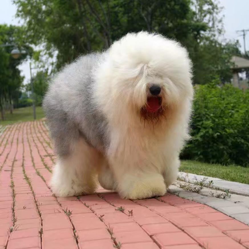 圣牧犬舍-古牧